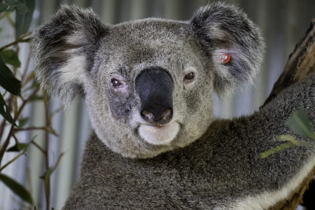 Adult male koala