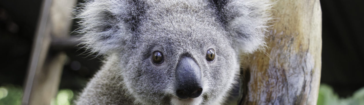 Our Koalas: Pala's Story - Friends of the Koala