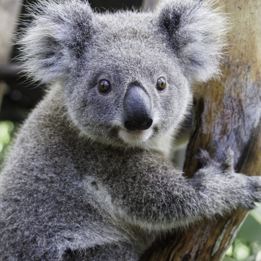 Our Koalas: Pala’s Story