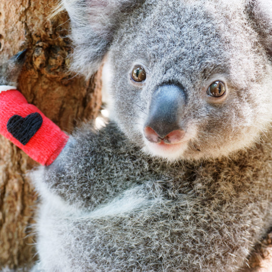 Building a Future for Koalas