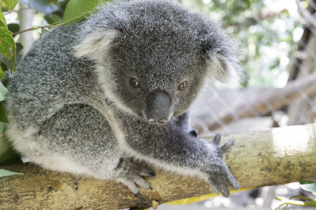 Koala joeys in kindy