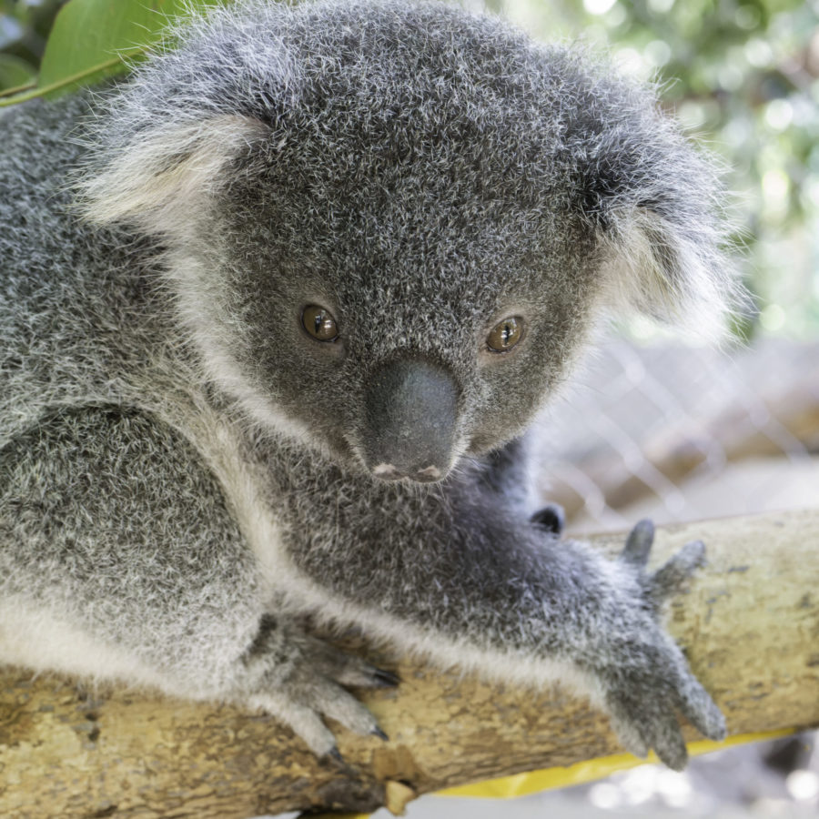 November at Koala Kindy