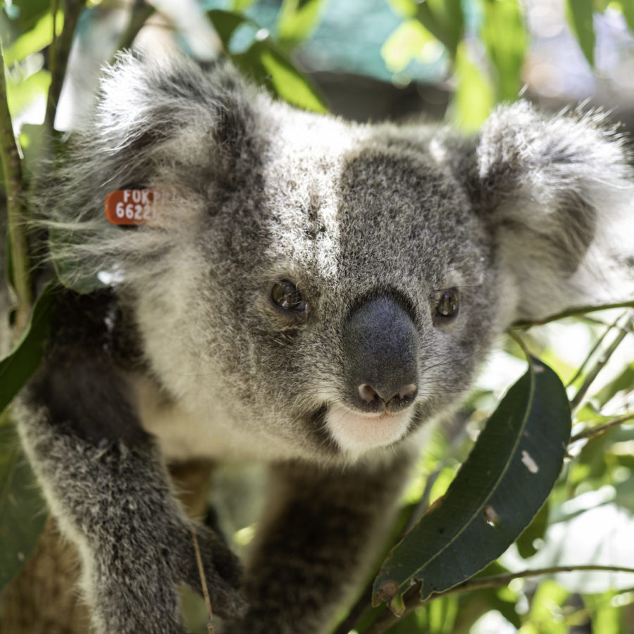 Drive cautiously in koala zones