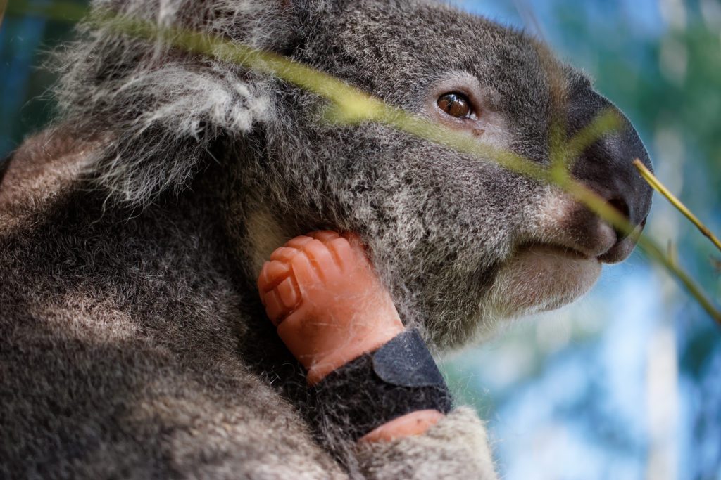 Friends Of The Koala