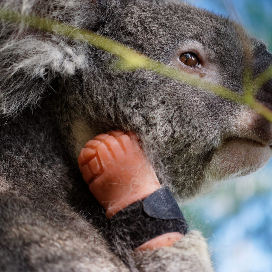 Triumph for the World’s First Koala Prosthesis