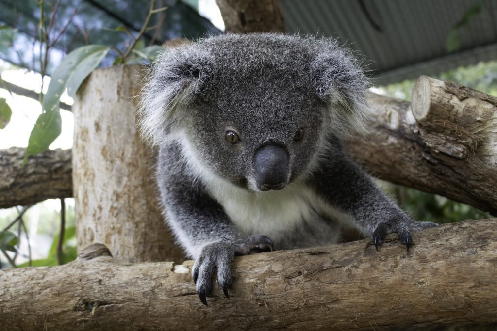 Friends of the Koala, Northern Rivers NSW