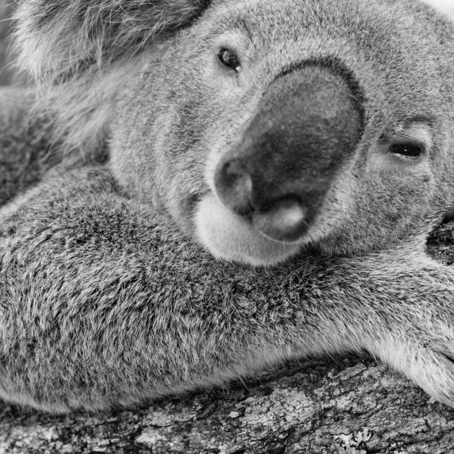 Friends of the Koala Farewell Triumph