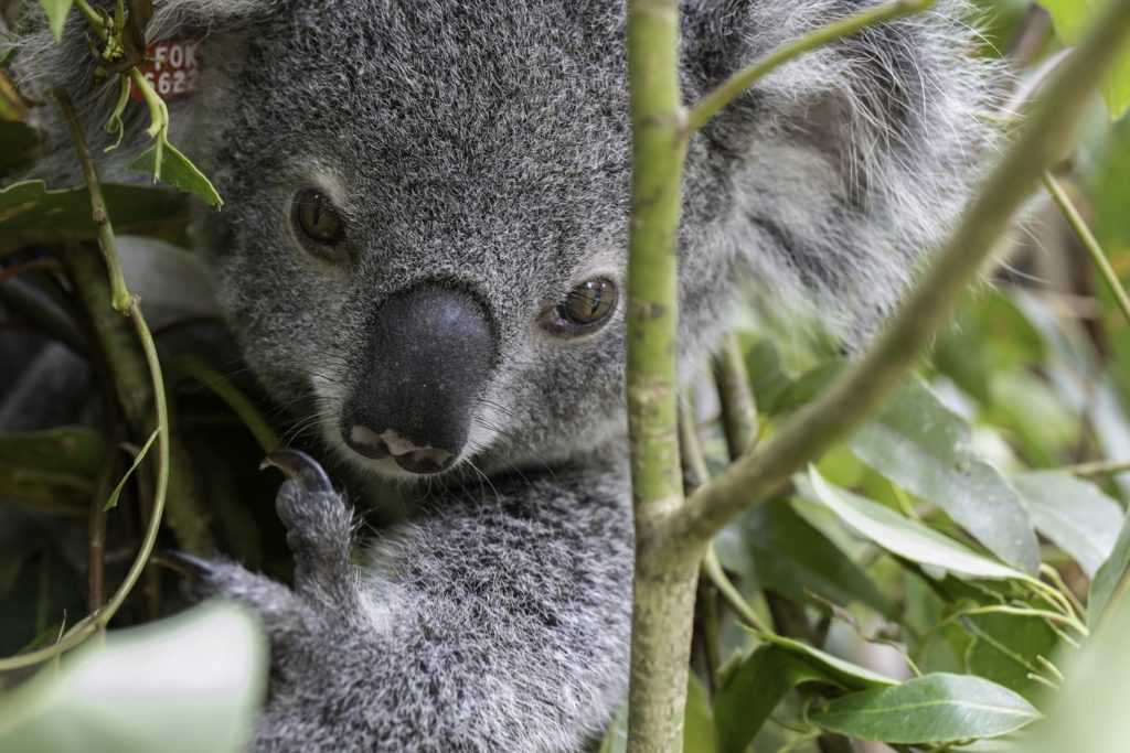 Rescue and rehabilitation of koalas