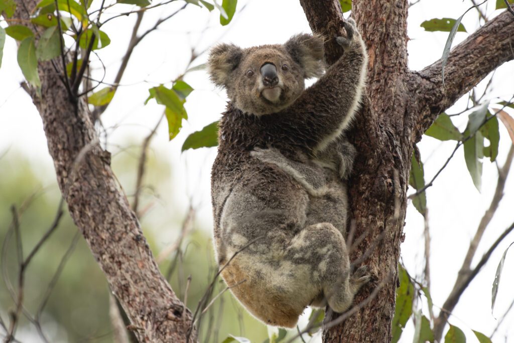 Iconic marsupials - koalas