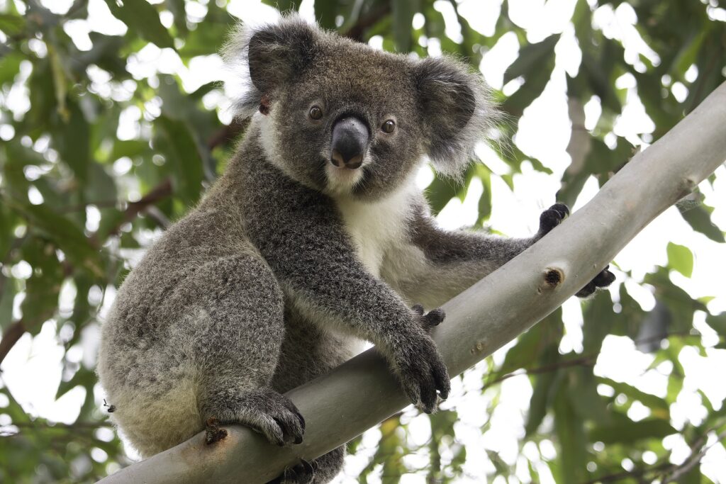 Koala rescue and release