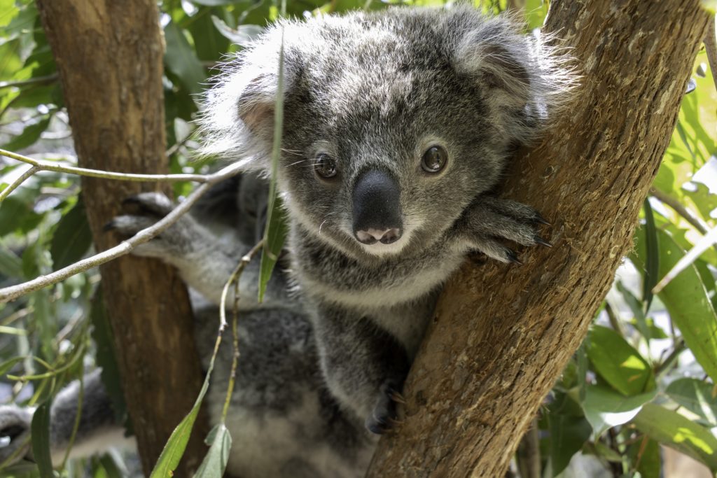 Rescue and rehabilitation of koalas