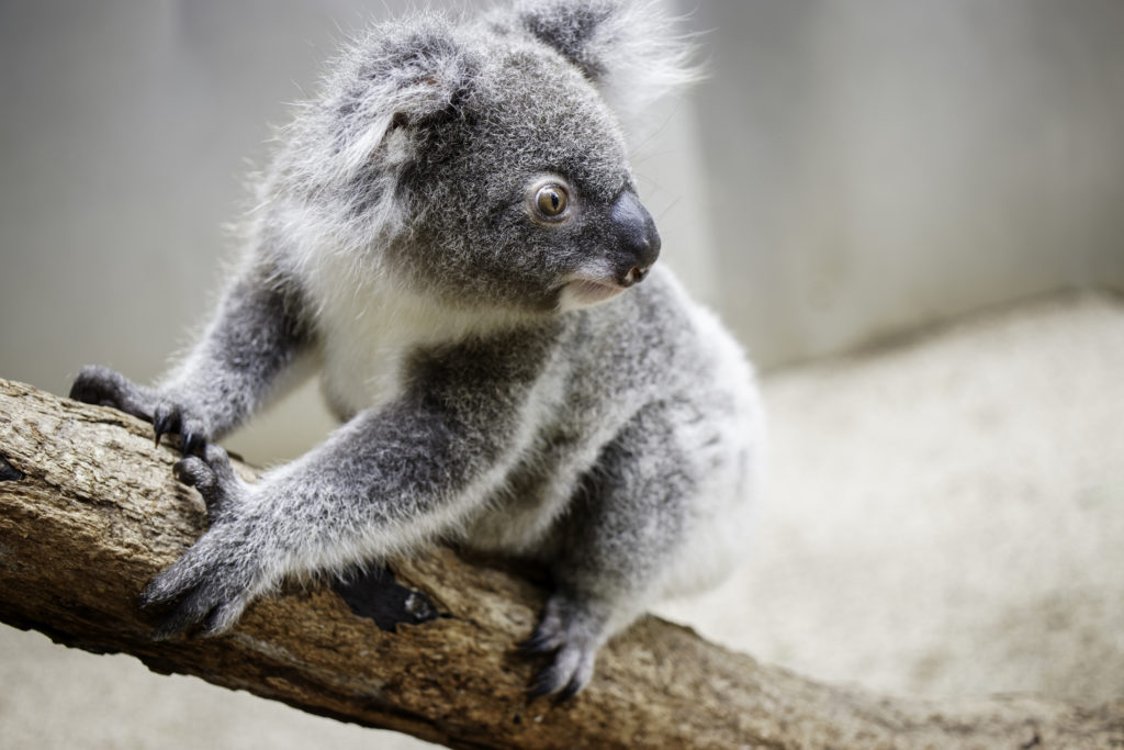 Adopt a koala