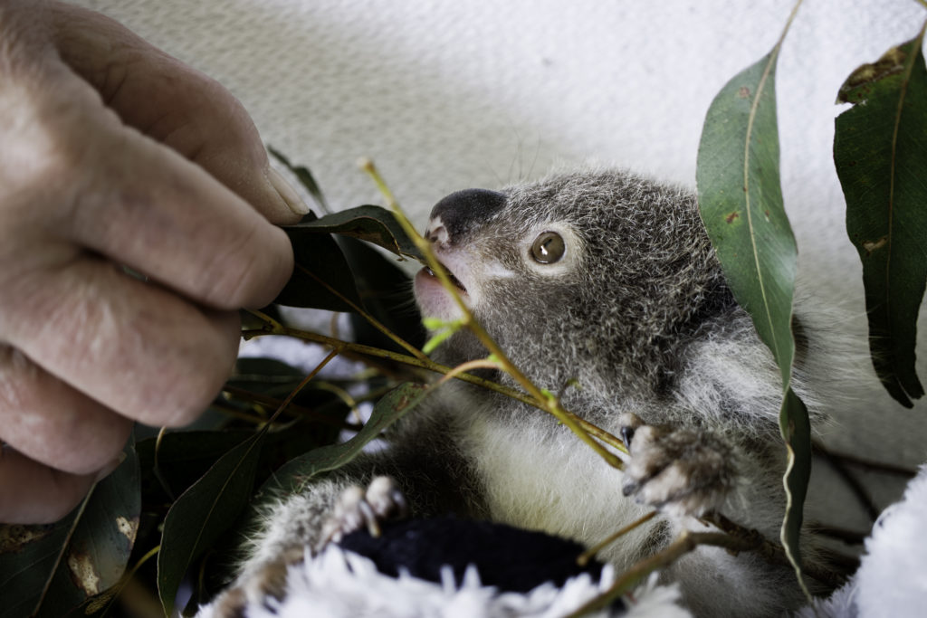 Koalas are on the brink of extinction.