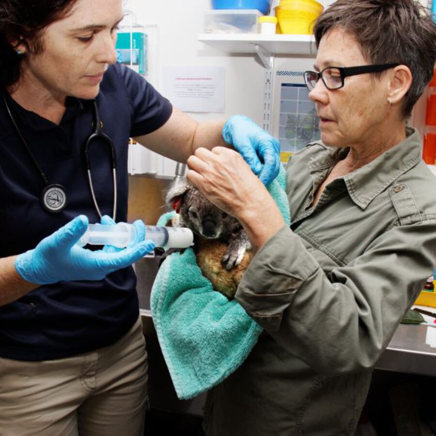 Faces of FOK: Q&A with our IFAW Sponsored Vet Team