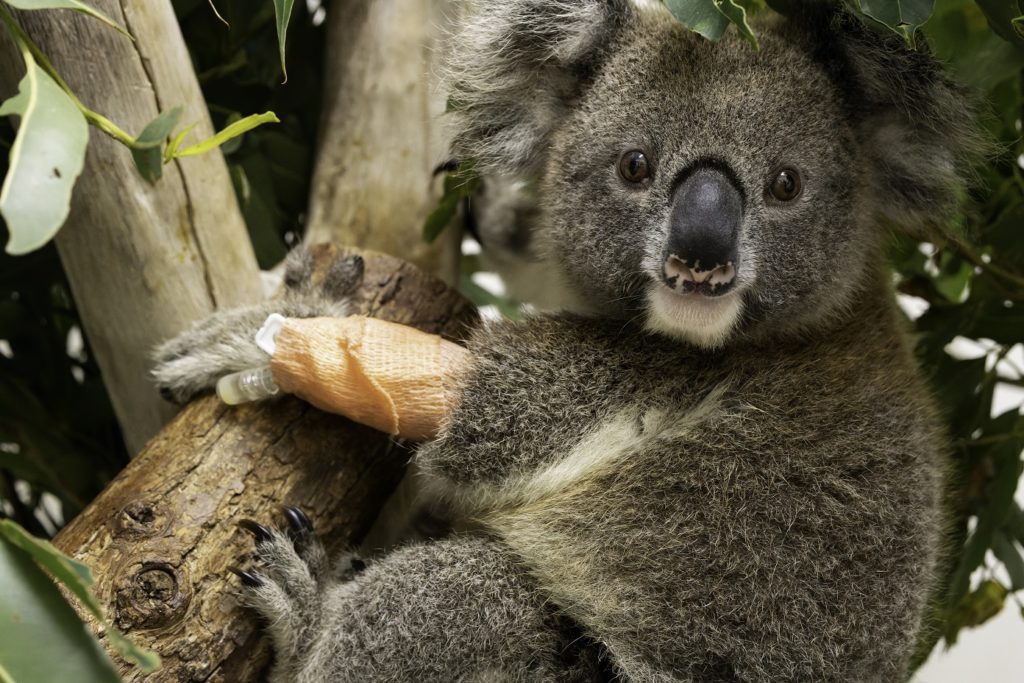 Northern NSW koalas