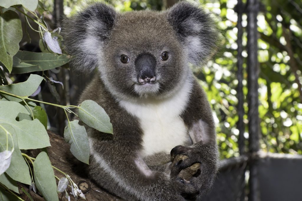 Northern NSW koalas