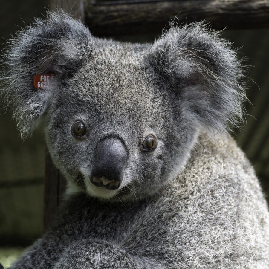 April at Koala Kindy