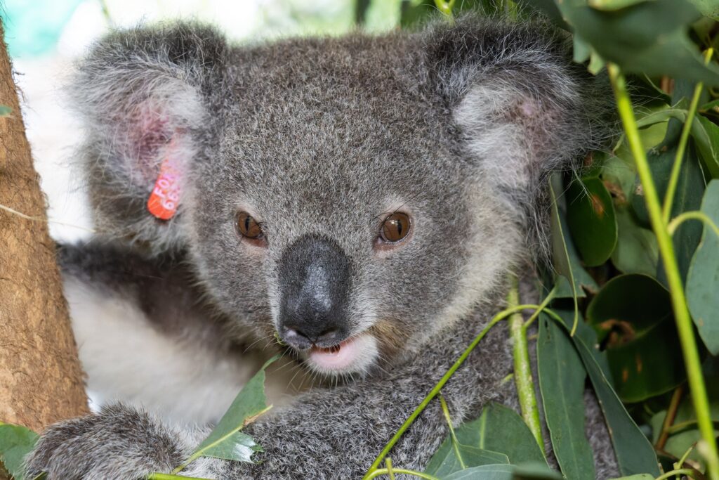Koala release - Friends of the Koala