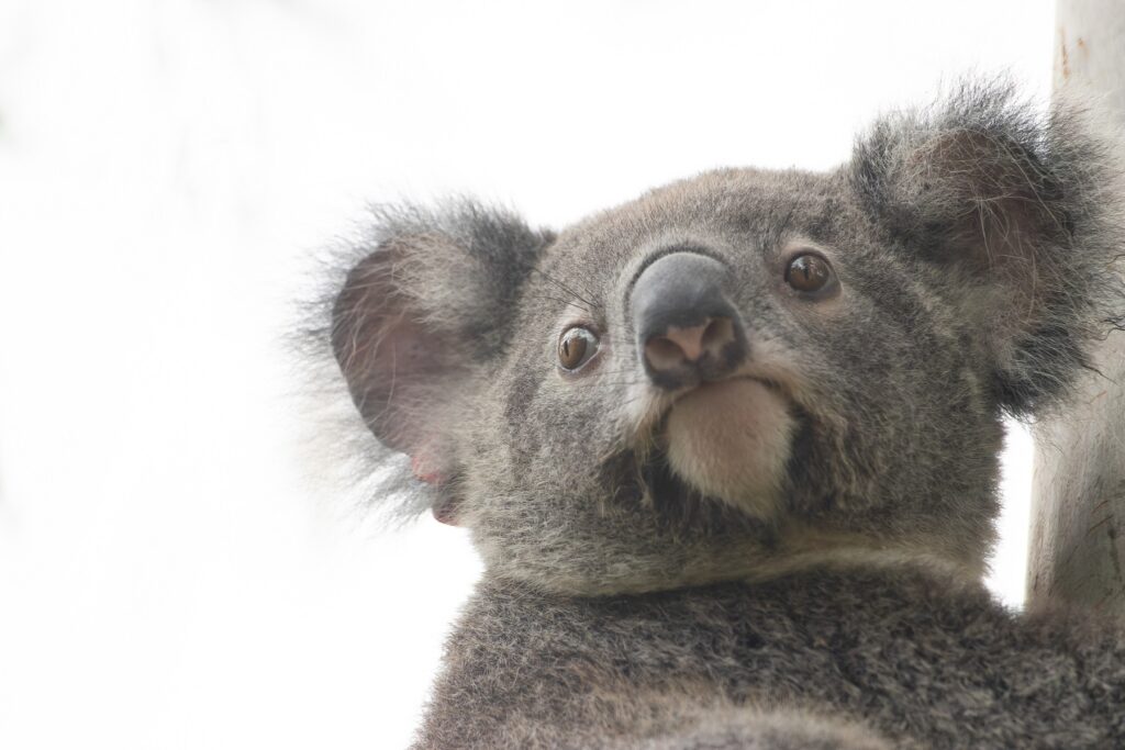 Koala release to plantation