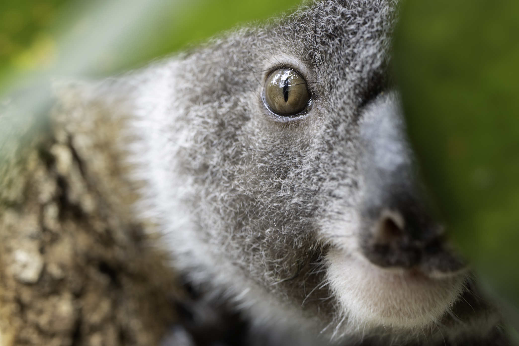 Holiday Opening Hours Friends of the Koala