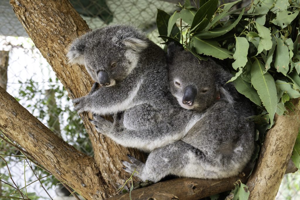 Rescuing, rehabilitating and releasing koalas