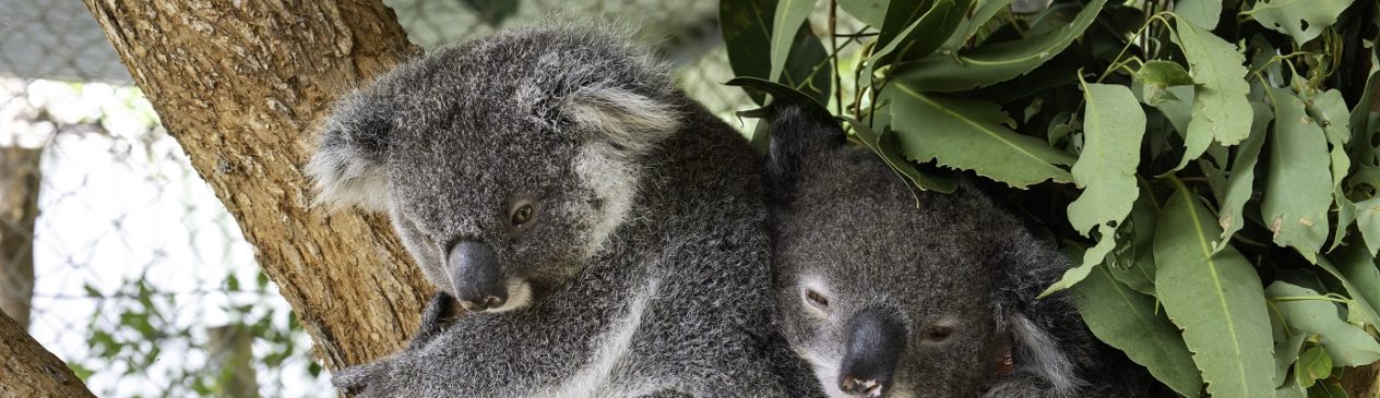 Northern Rivers NSW, koala hospital and care centre