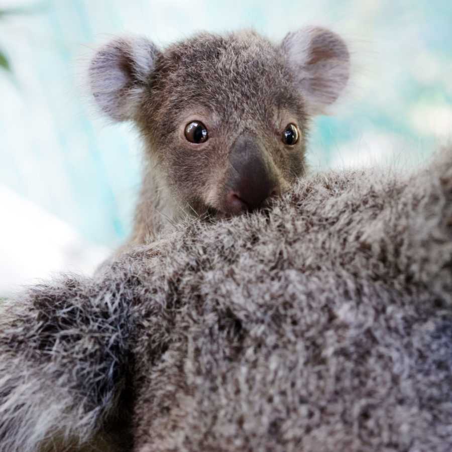 Koala joey with blind mum gets a second chance after being rescued