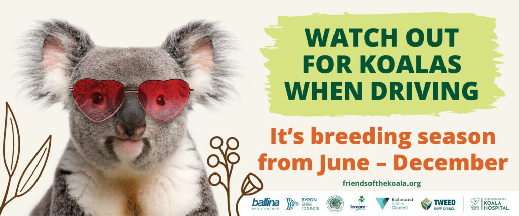 Koala breeding season awareness campaign