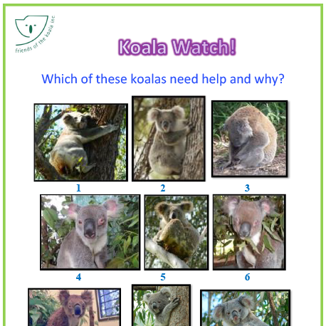 Koala Fact or Fiction