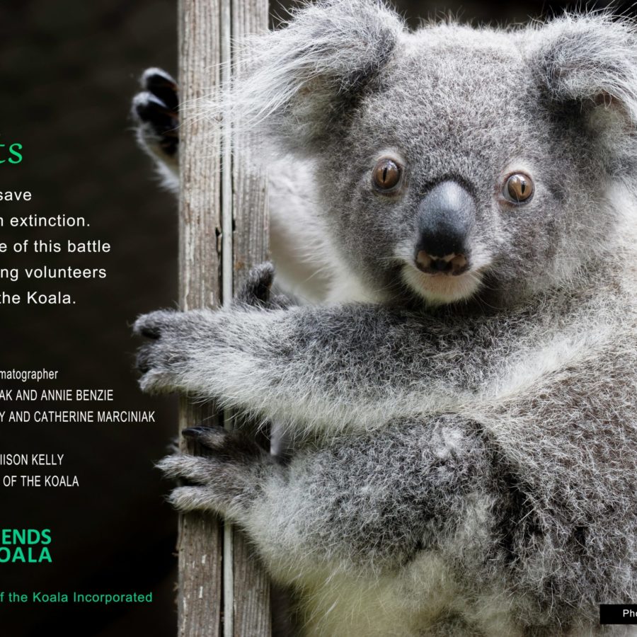 Every Koala Counts