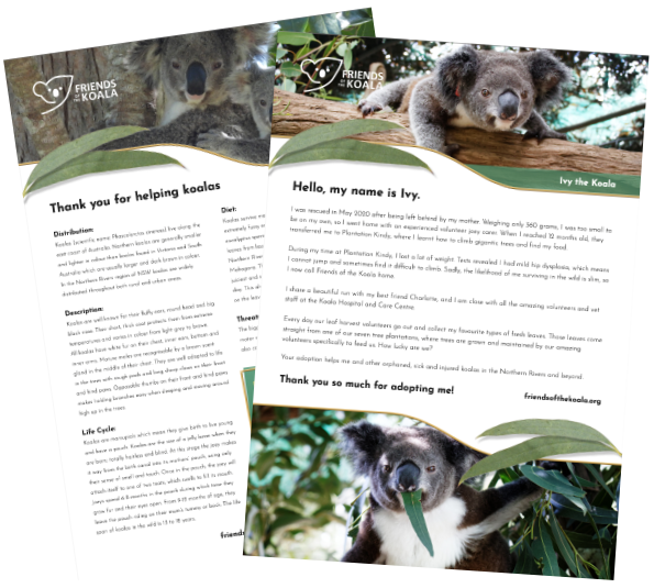 Save a koala: vaccinate for koala chlamydia