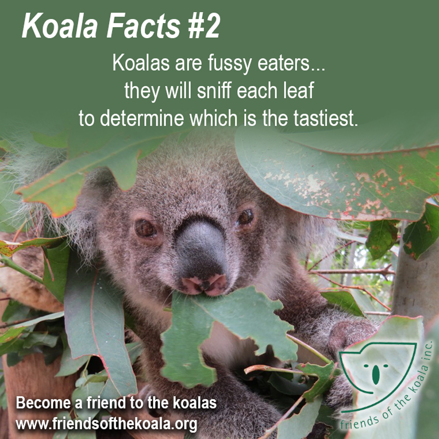 Koalas are fussy eaters. They will sniff each leaf to determine which is the tastiest.