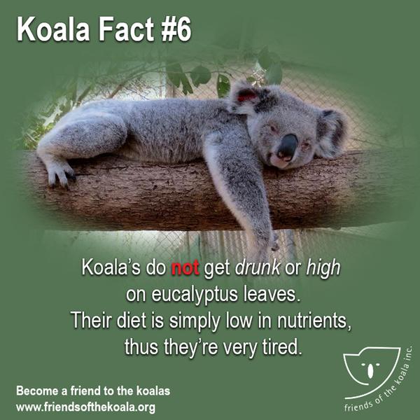 Koalas do NOT get drunk or high on eucalyptus leaves. Their diet is simply low in nutrients thus they’re very tired and sleep for long periods.