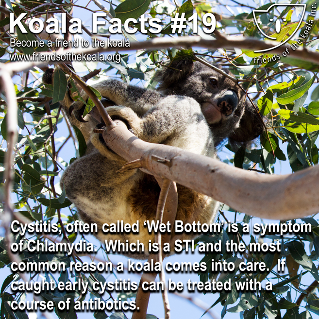 Cystitis or ‘wet bottom’ is a symptom of Chlamydia, which is an STD and the most common reason a koala comes into care. If caught early, cystitis can be treated with a course of antibiotics.