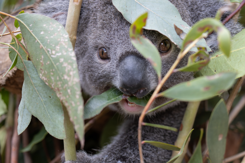 Koala Care Centre Lismore