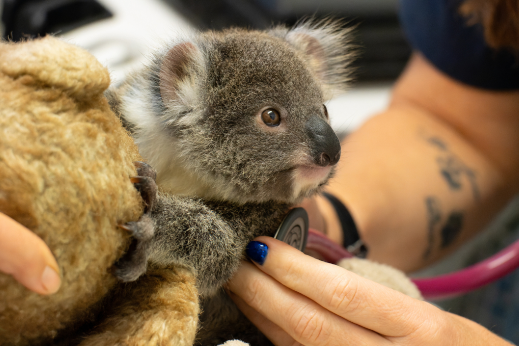 Do you know what to do if you find a koala?