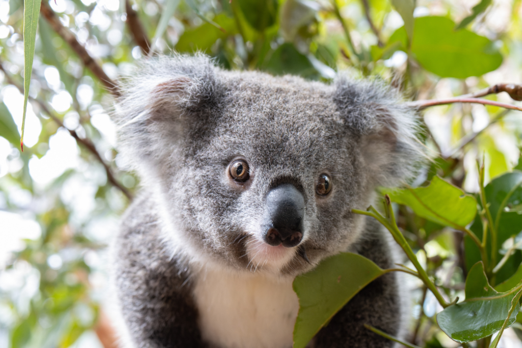 Our koala kindy in Lismore is packed!