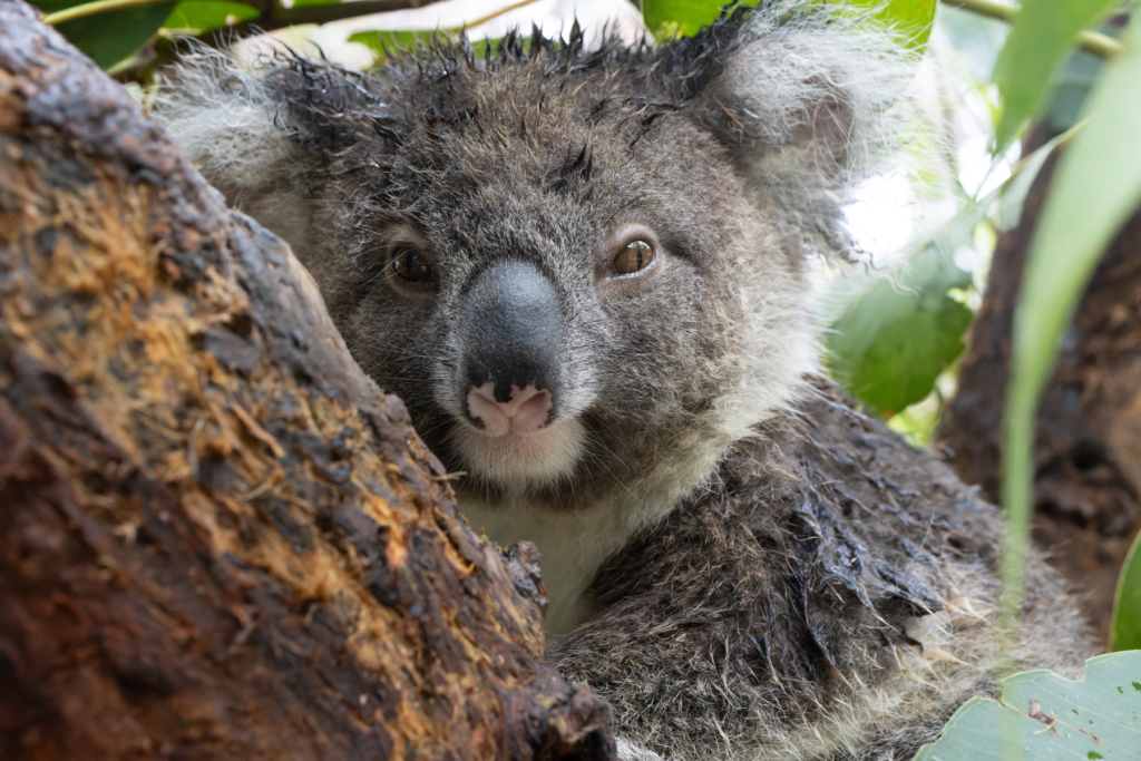 Koalas are marsupials, indigenous to Australia