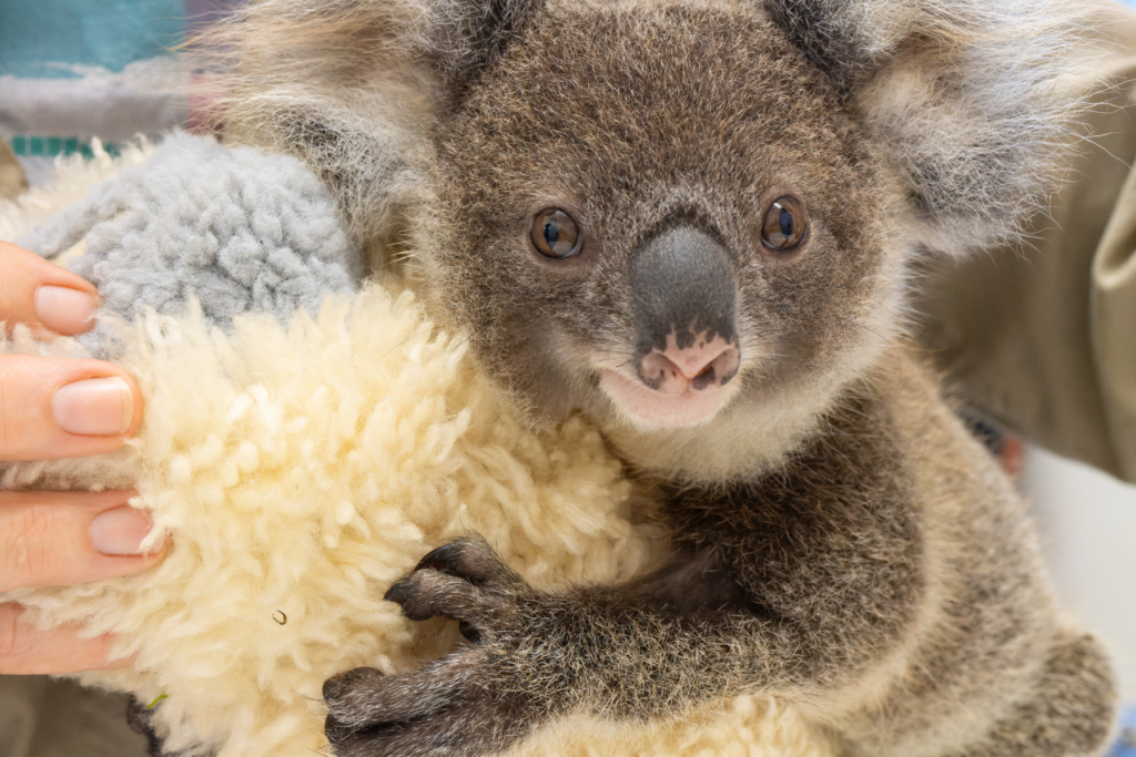 Fancy a wildlife tour in Australia? Book at tour with Friends of the Koala