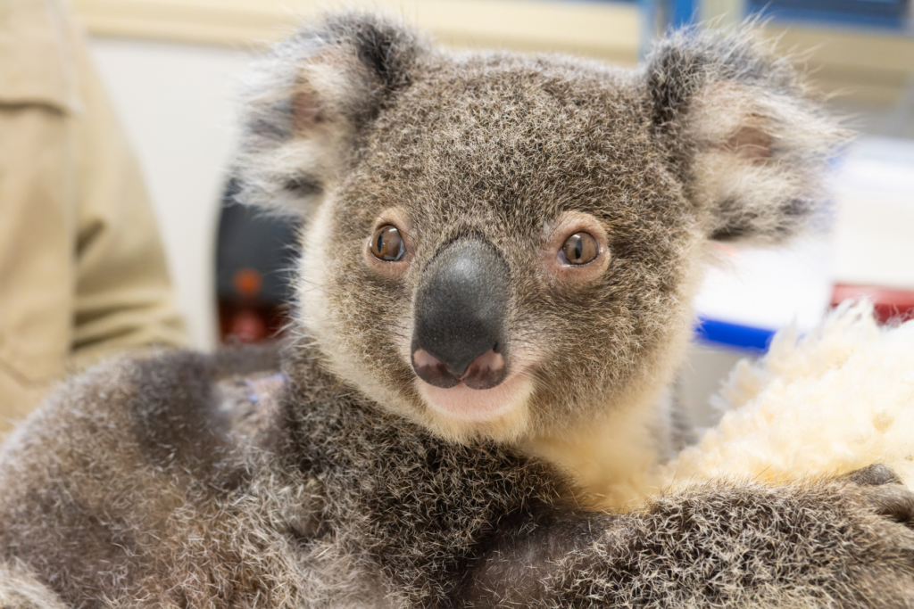 Would you like some information about koalas? Please get in touch