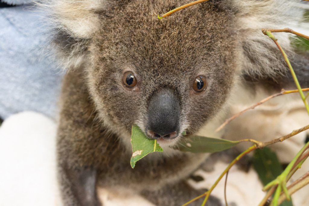 Follow us for more koala  and koala habitat facts