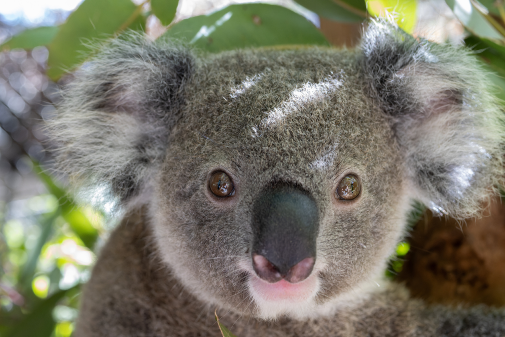 See what our joeys are up to in Koala Kindy to start off 2024!