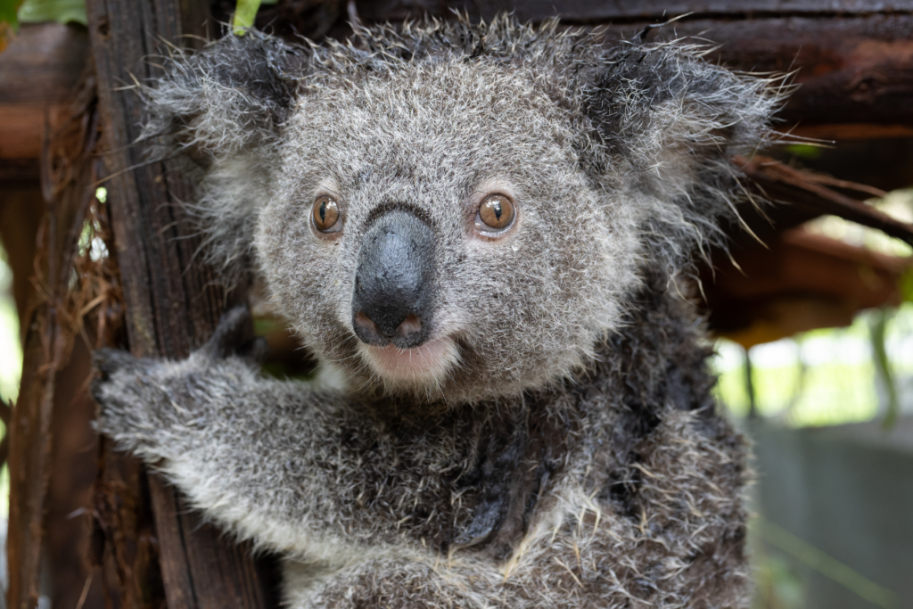 Report a koala sighting on our website