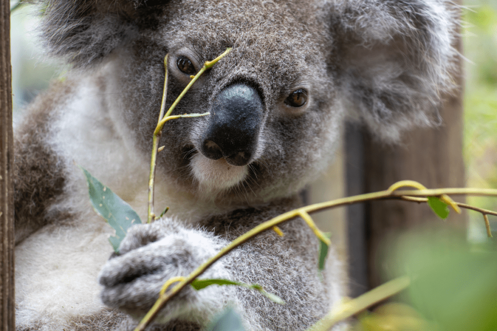 Friends of the Koala Milestones 2024