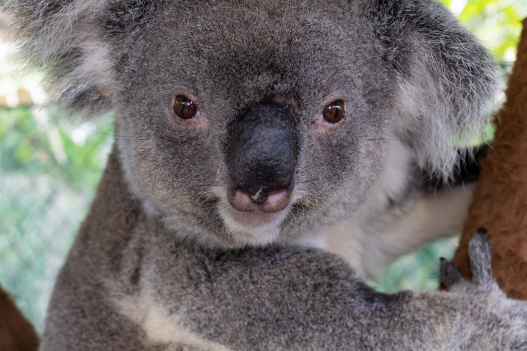 Rosie the koala resting in her enclosure at Northern Rivers Koala Hospital