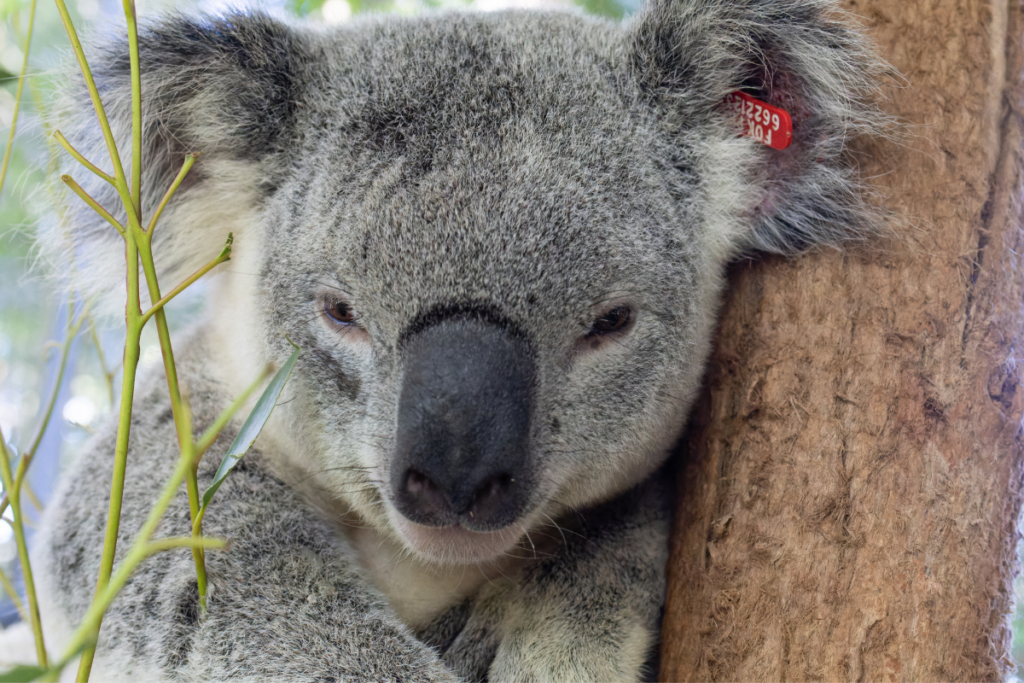 Otter the koala before heading to plantation