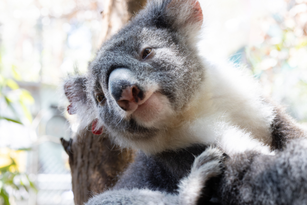 November at Koala Kindy - Friends of the Koala