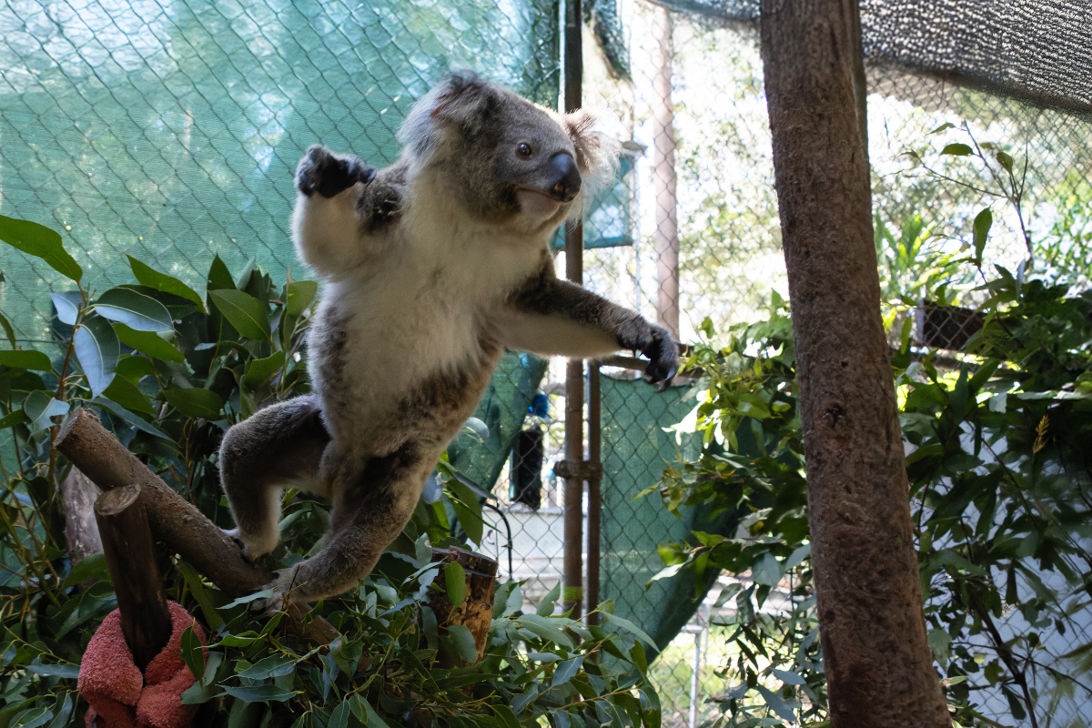 content planning drift purchase koalas lepdsoptri