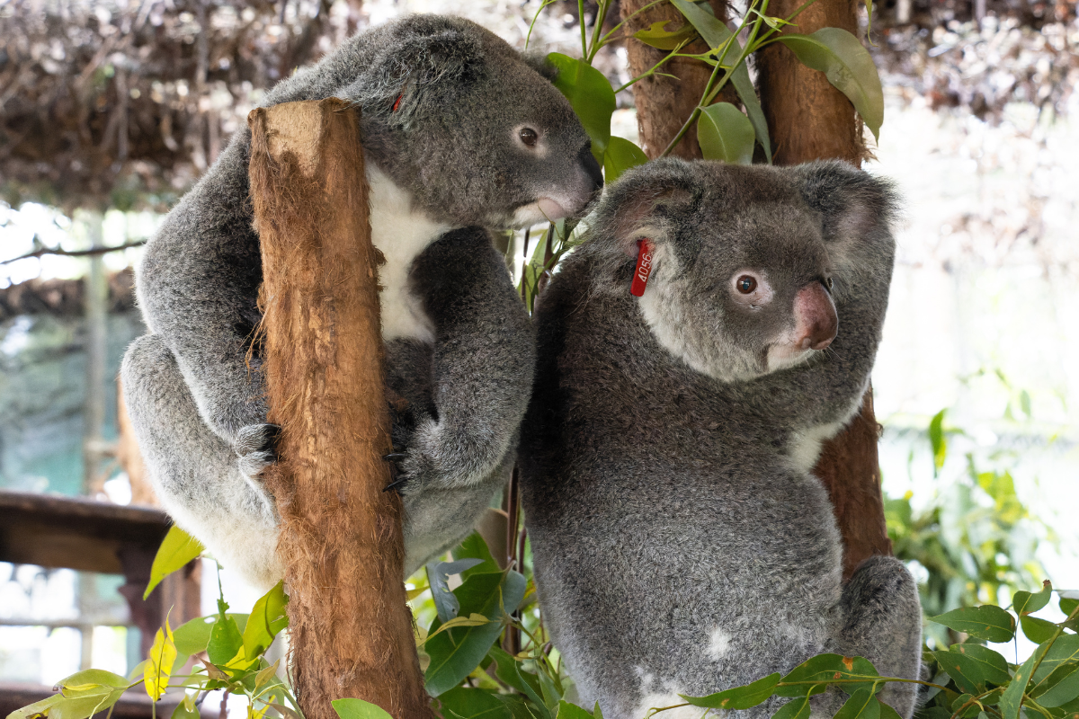 We are committed to sustainable, innovative and mutually beneficial partnerships with a shared purpose to deliver high and positive impact for koalas.