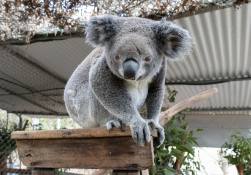 Friends of the Koala recruits' bushfire training to improve future rescue missions